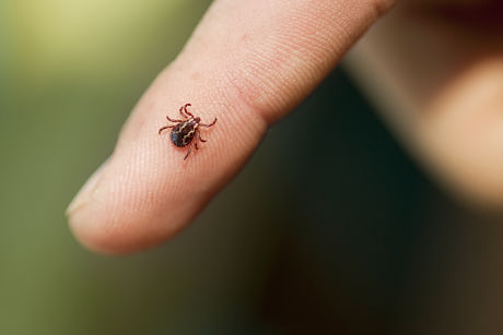Image of tick