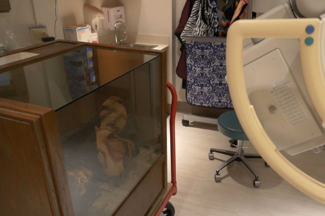 The mummy is being imaged through X-ray technology at Geisinger Community Medical Center in Scranton.