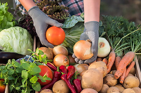 An assortment of vegetables displayed at a local farmers market.