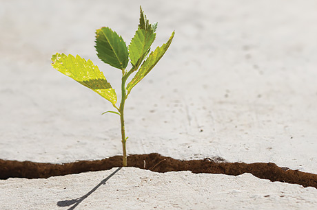 A young seedling grows from the cracks in the mud bed.