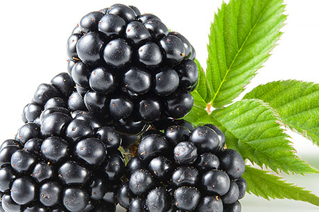 A closeup photograph of blackberries.